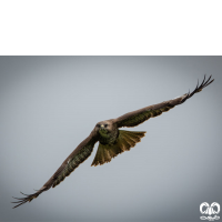 گونه سارگپه استپی Common Buzzard